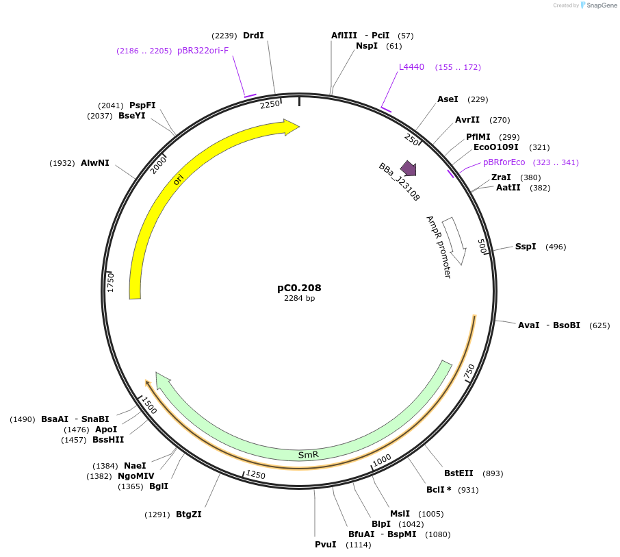 119605-plasmid-map-sequence-id-250742