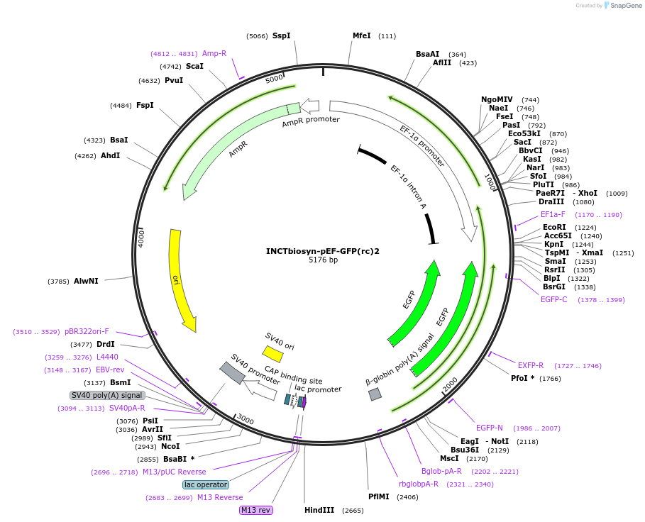 127504-plasmid-map-sequence-id-250743
