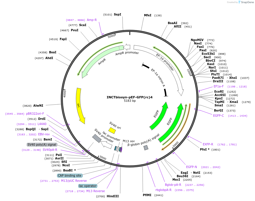 127505-plasmid-map-sequence-id-250744
