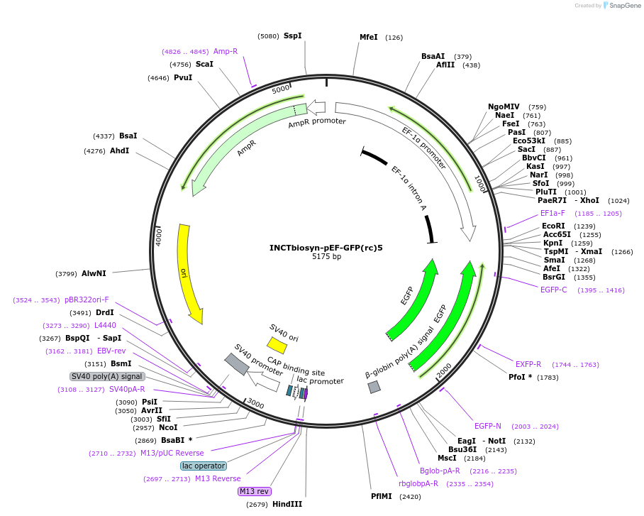 127506-plasmid-map-sequence-id-250745