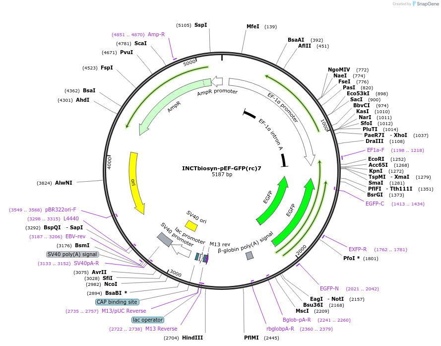 127507-plasmid-map-sequence-id-250746