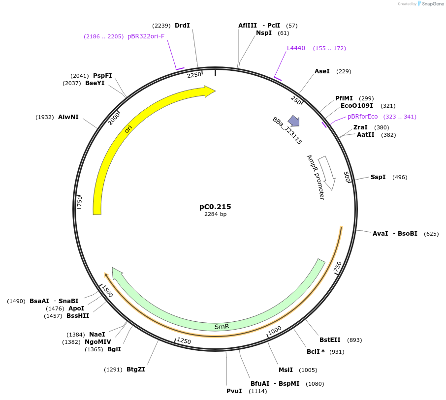 119606-plasmid-map-sequence-id-250747