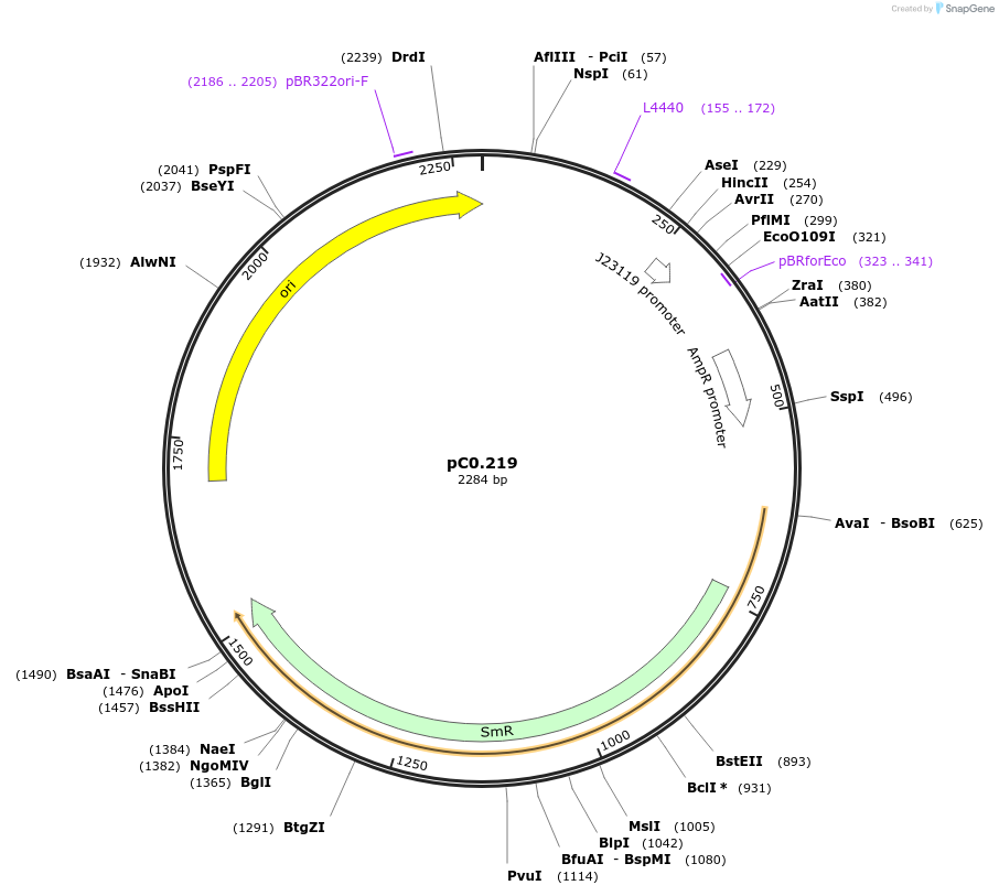 119607-plasmid-map-sequence-id-250753