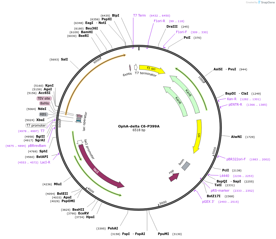 127689-plasmid-map-sequence-id-250755