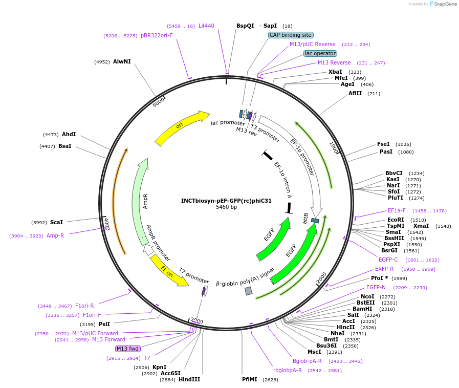 127510-plasmid-map-sequence-id-250757