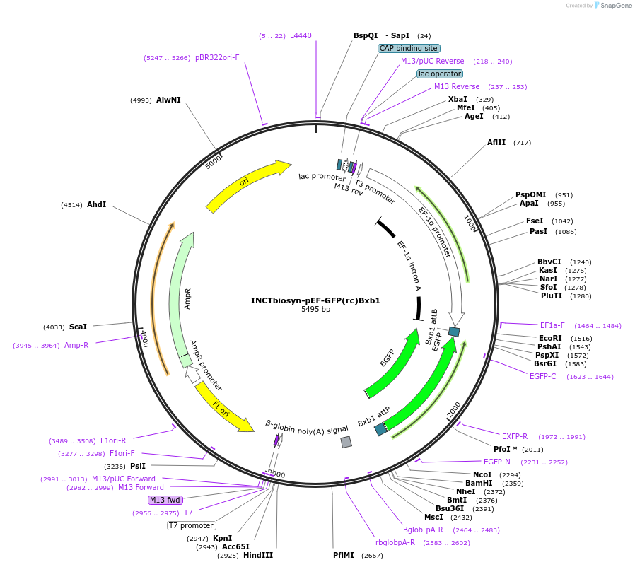127511-plasmid-map-sequence-id-250763