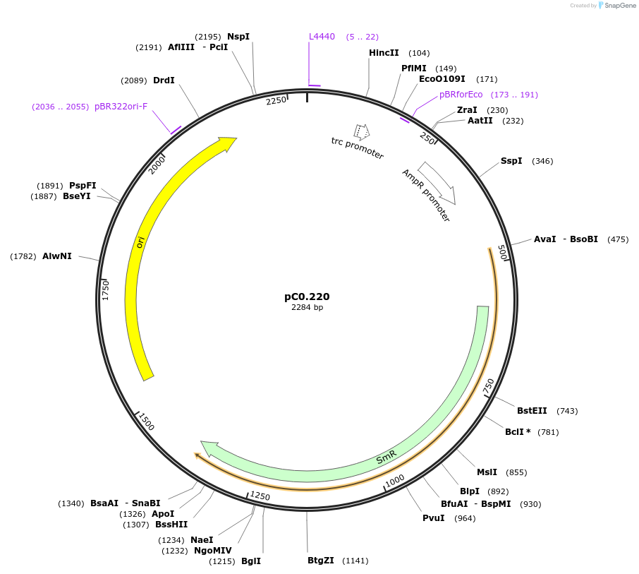 119608-plasmid-map-sequence-id-250784