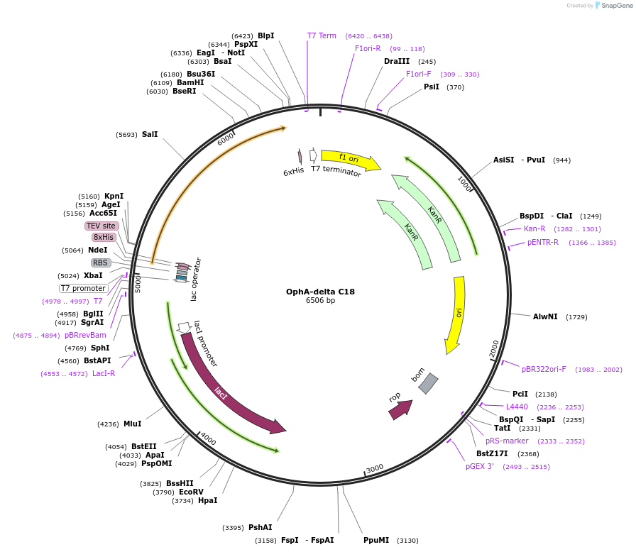 127678-plasmid-map-sequence-id-250788