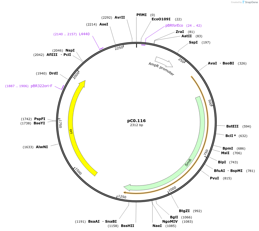 119612-plasmid-map-sequence-id-250789