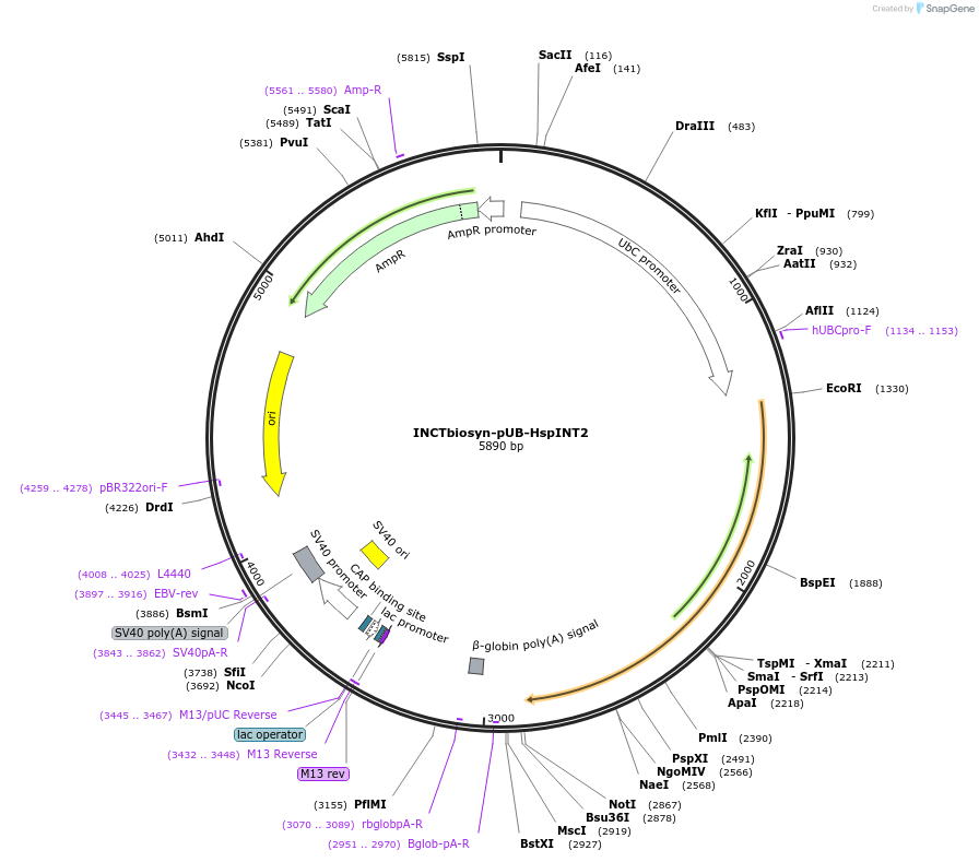 127512-plasmid-map-sequence-id-250791