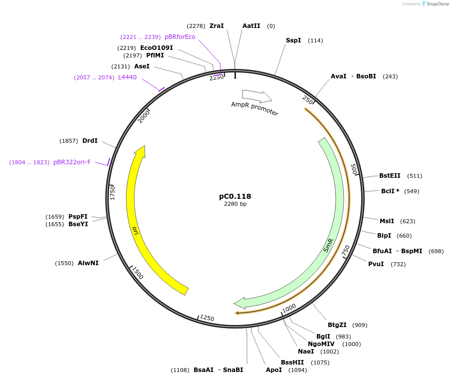119614-plasmid-map-sequence-id-250792