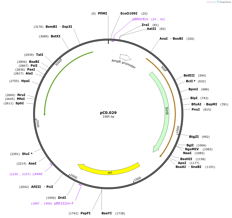 119626-plasmid-map-sequence-id-250796