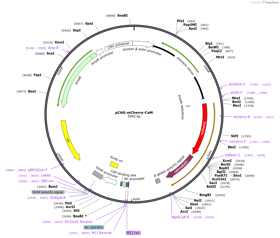 127393-plasmid-map-sequence-id-250801