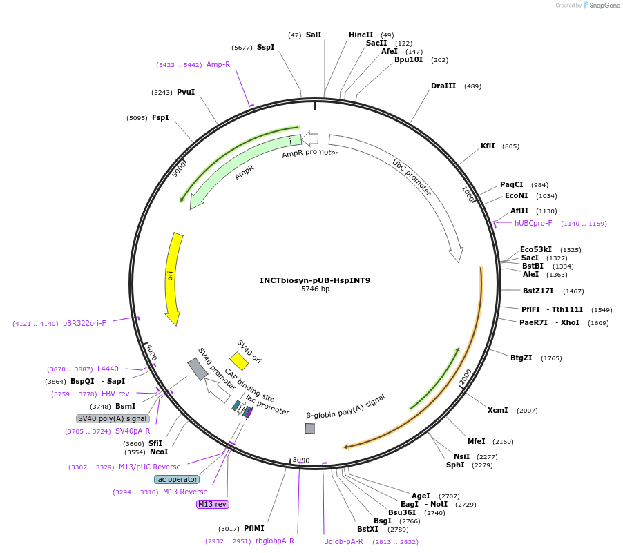 127516-plasmid-map-sequence-id-250818