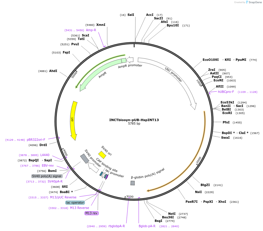 127517-plasmid-map-sequence-id-250823