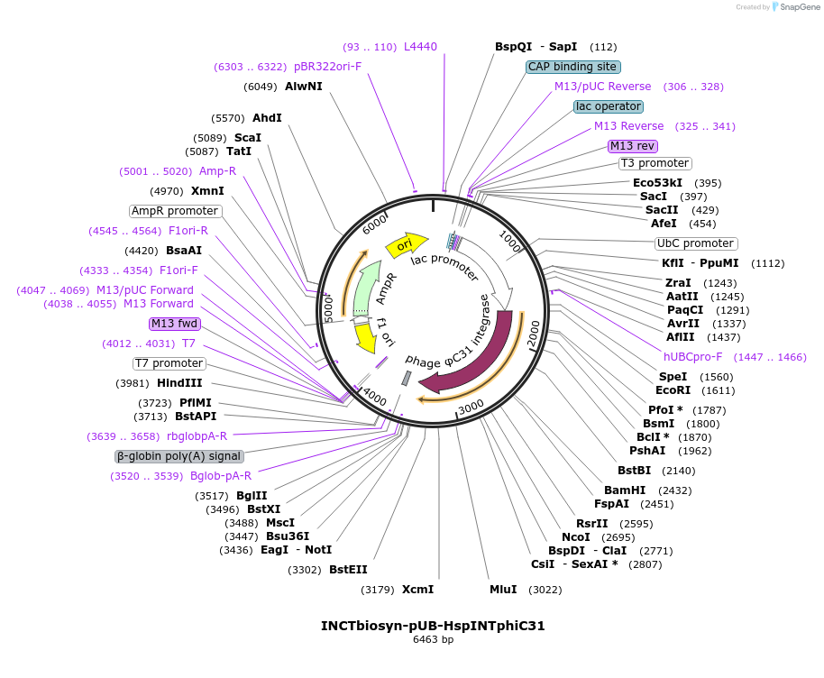 127518-plasmid-map-sequence-id-250824