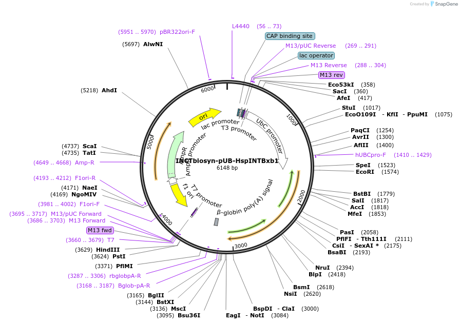 127519-plasmid-map-sequence-id-250825