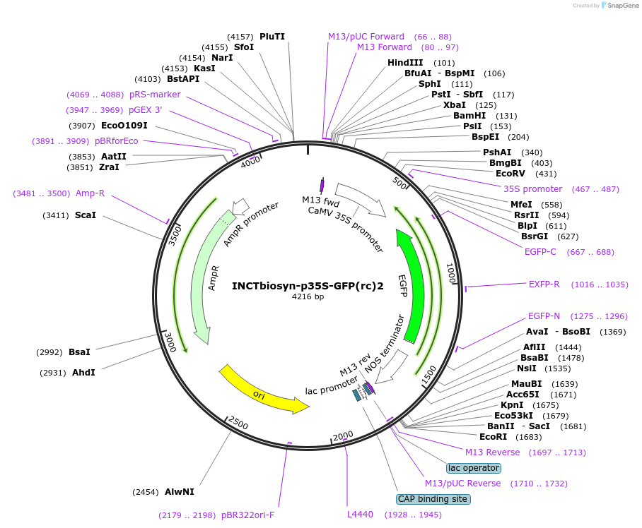 127521-plasmid-map-sequence-id-250828