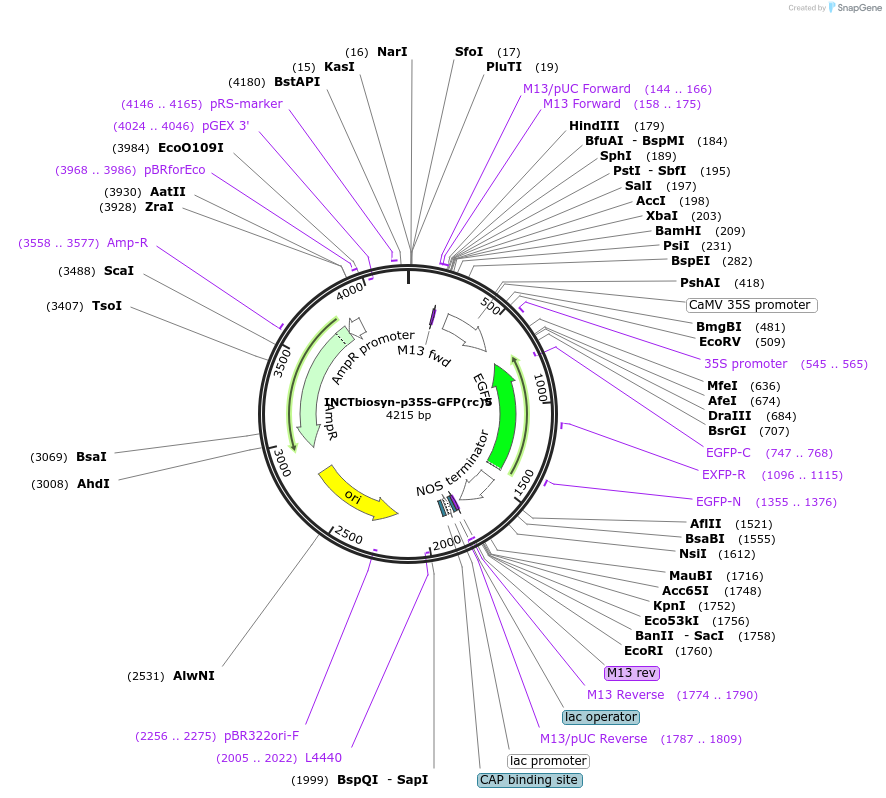 127523-plasmid-map-sequence-id-250834