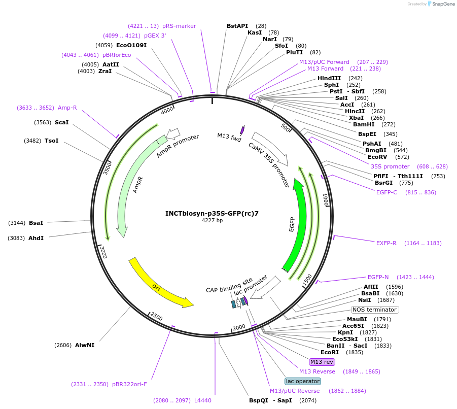 127524-plasmid-map-sequence-id-250839
