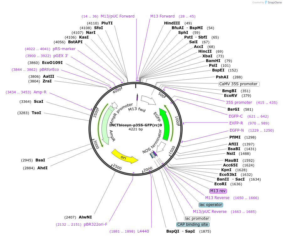 127525-plasmid-map-sequence-id-250840