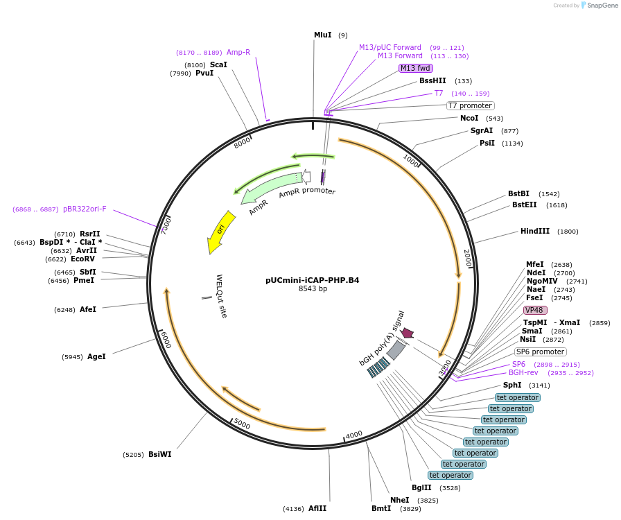127849-plasmid-map-sequence-id-250977