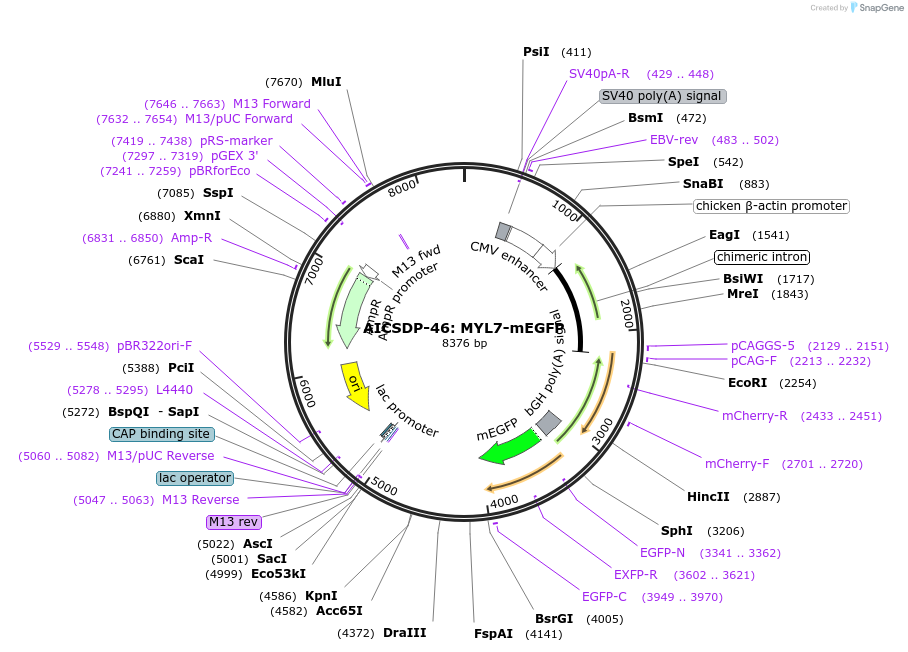 114413-plasmid-map-sequence-id-250980