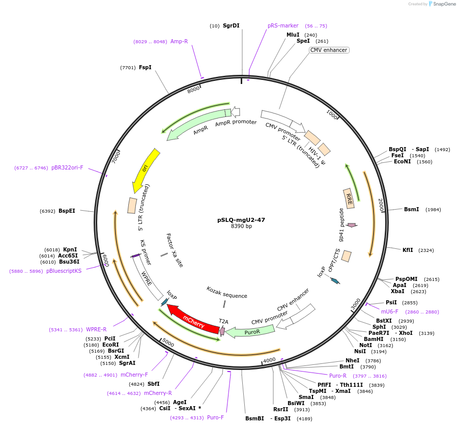 127585-plasmid-map-sequence-id-250989
