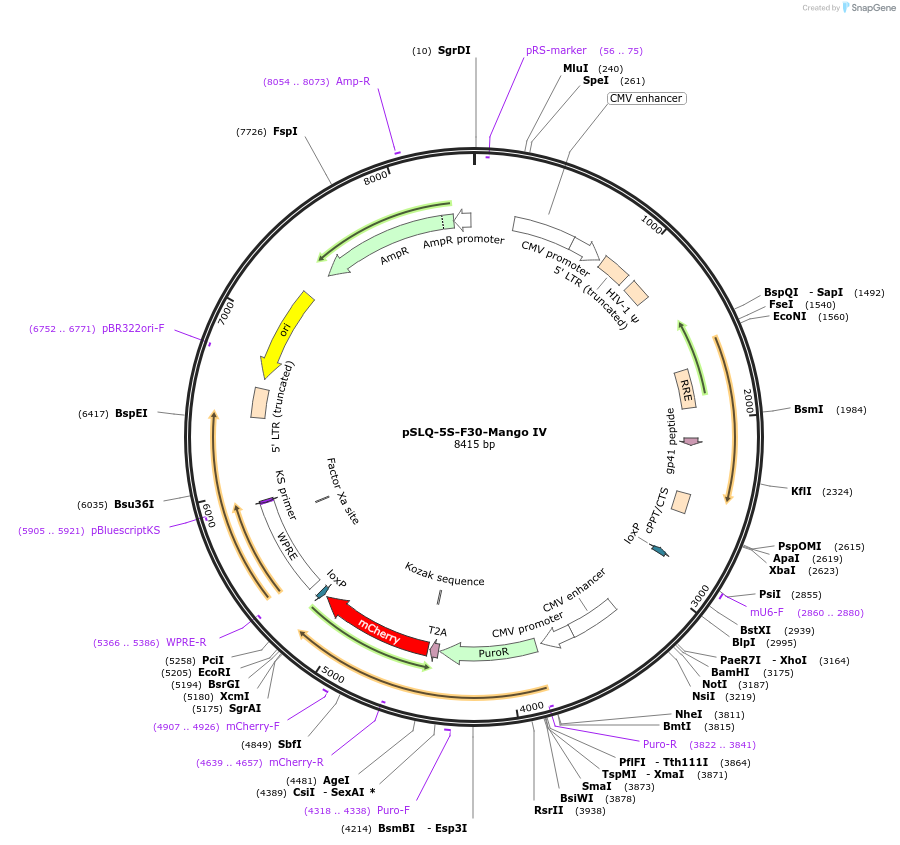 127584-plasmid-map-sequence-id-250991
