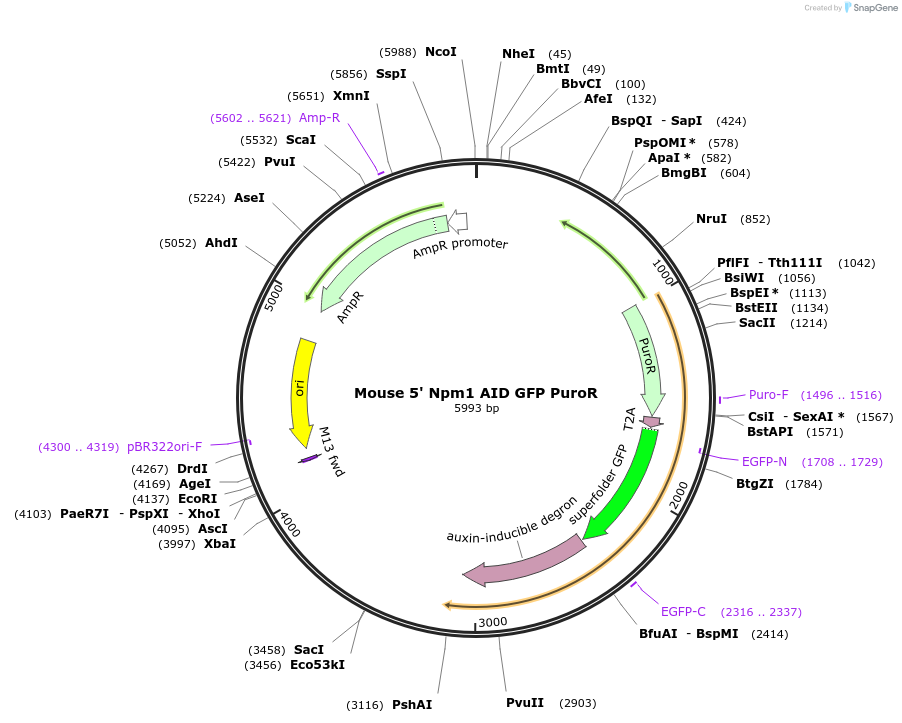 127899-plasmid-map-sequence-id-250993