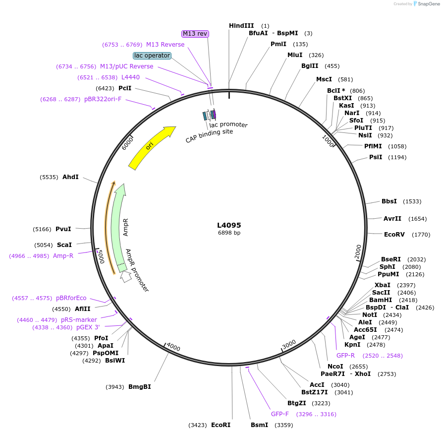 1641-plasmid-map-sequence-id-251