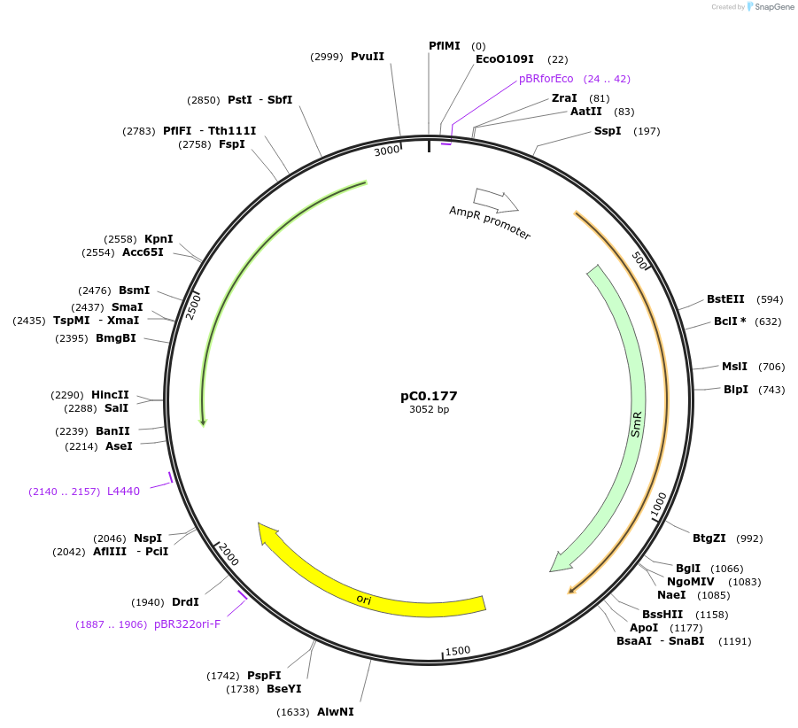119646-plasmid-map-sequence-id-251035
