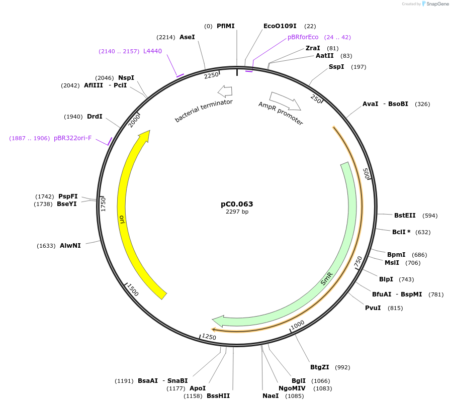 119664-plasmid-map-sequence-id-251037