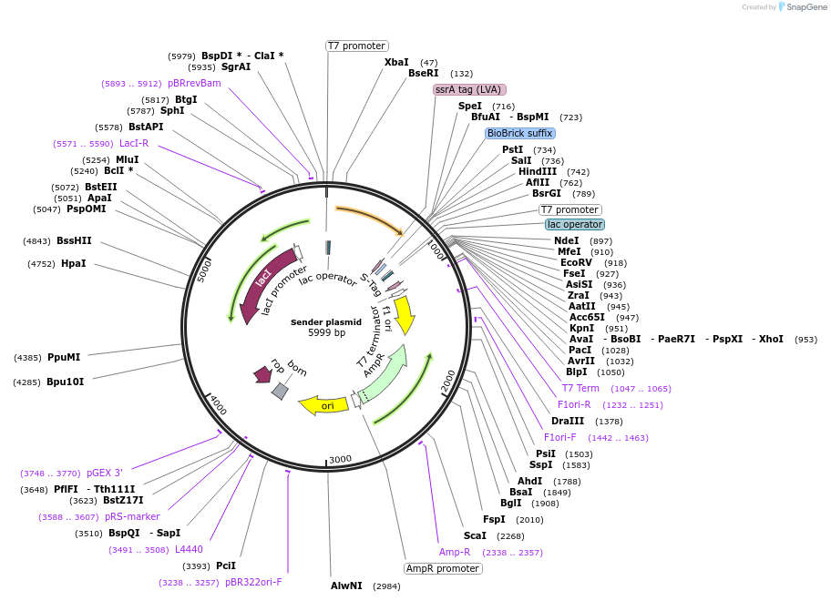127677-plasmid-map-sequence-id-251038