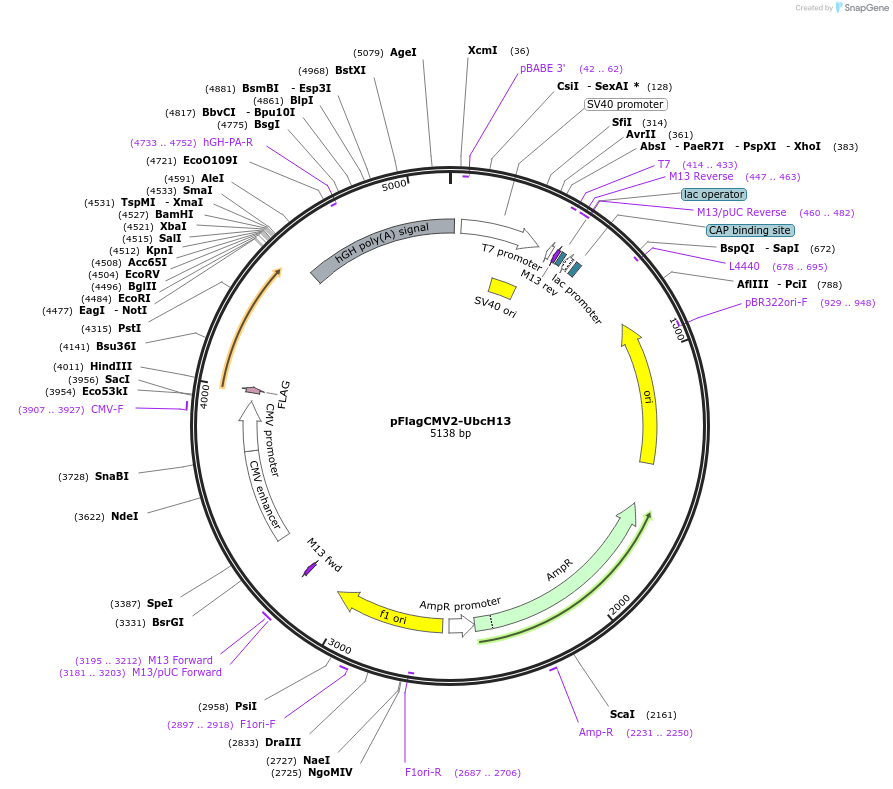12460-plasmid-map-sequence-id-251048