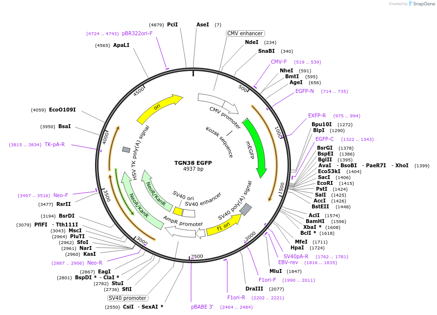 128148-plasmid-map-sequence-id-251067