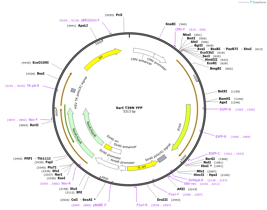 128155-plasmid-map-sequence-id-251068