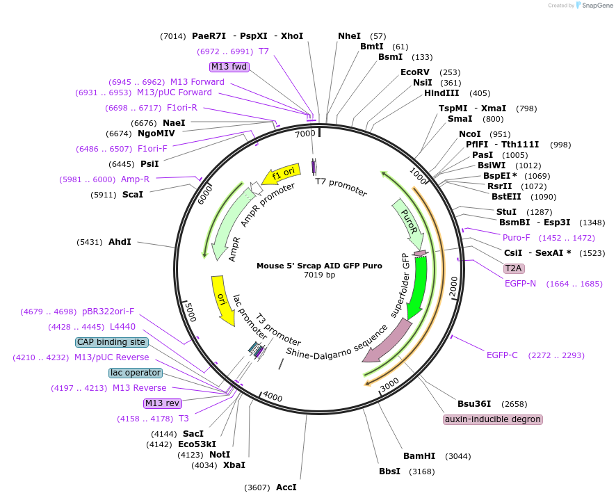 127903-plasmid-map-sequence-id-251069