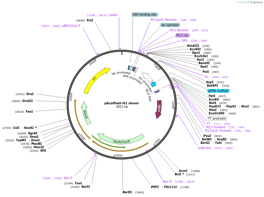 118152-plasmid-map-sequence-id-251077