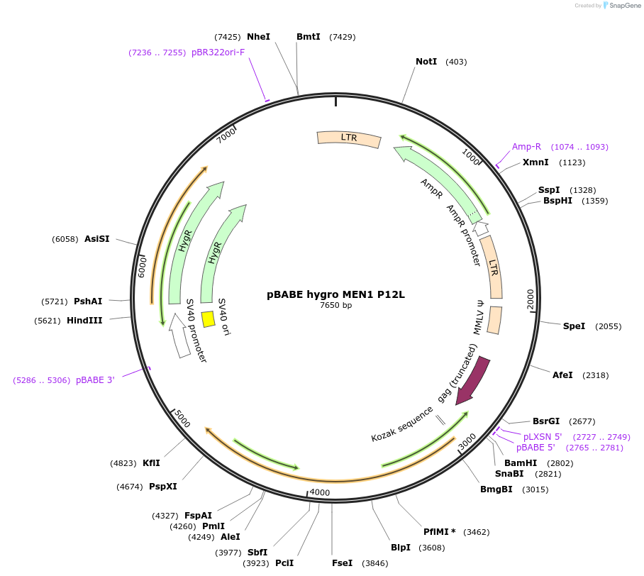 11020-plasmid-map-sequence-id-251080