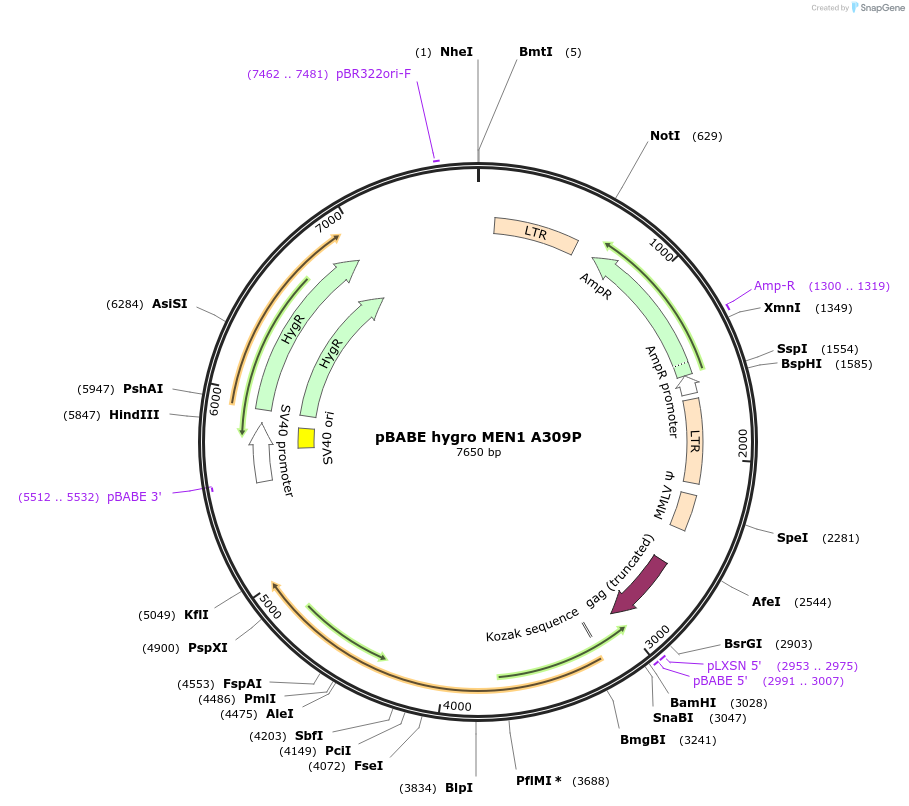 11023-plasmid-map-sequence-id-251081