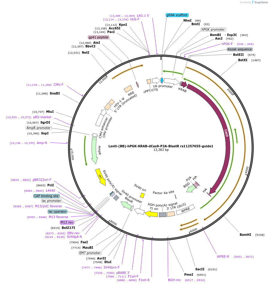 125393-plasmid-map-sequence-id-251084