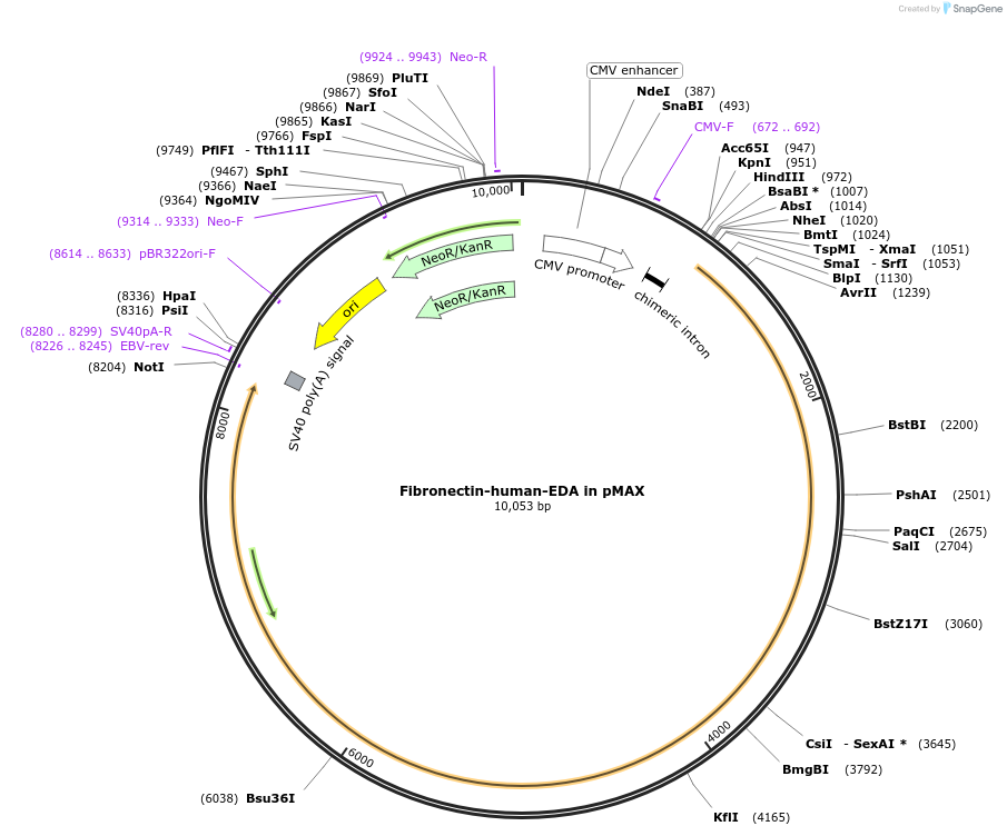 120402-plasmid-map-sequence-id-251099
