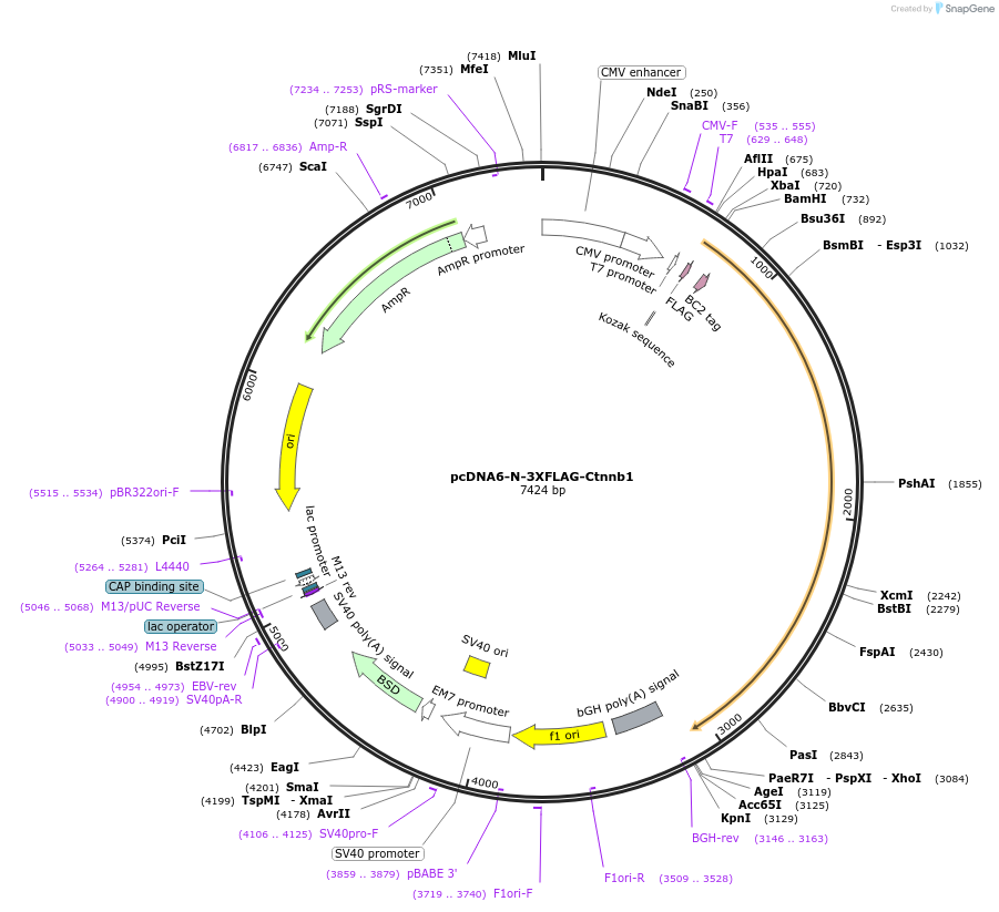 123586-plasmid-map-sequence-id-251106