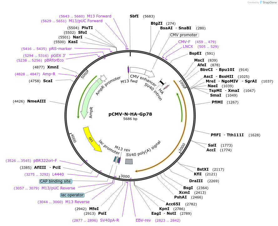 123591-plasmid-map-sequence-id-251108