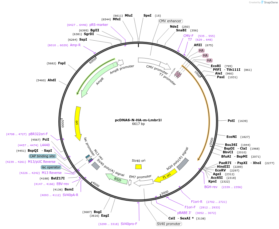 123594-plasmid-map-sequence-id-251109