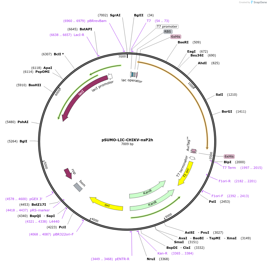 127935-plasmid-map-sequence-id-251110