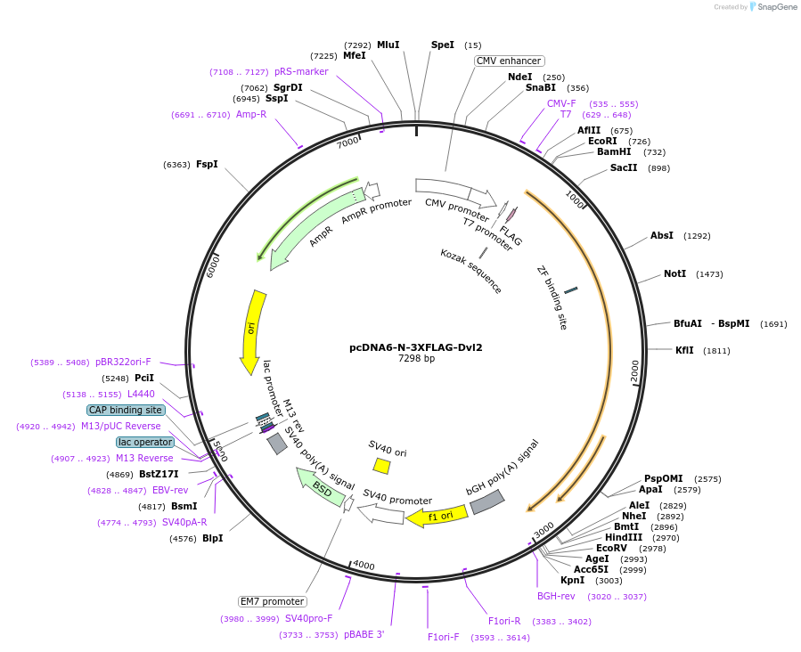 123587-plasmid-map-sequence-id-251111