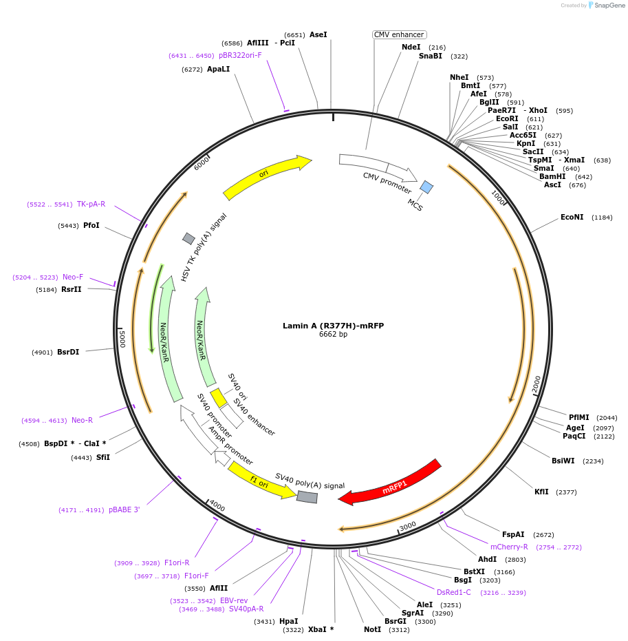 124270-plasmid-map-sequence-id-251113