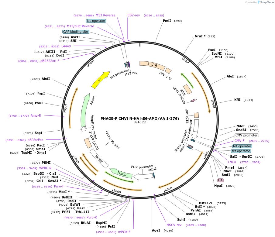 119311-plasmid-map-sequence-id-251114